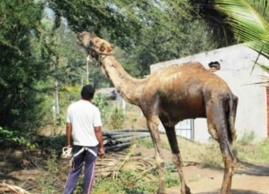 Camel Care Initiatives
