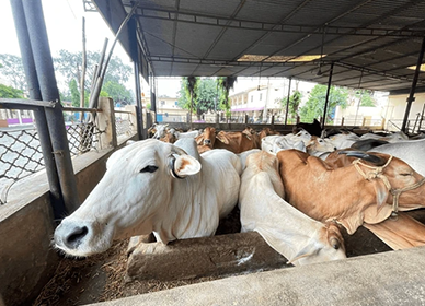 Feeding Cows & Giving Shelter